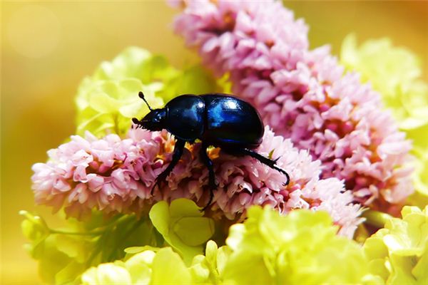 Die Traumdeutung und Wahrsagerei des Käfers