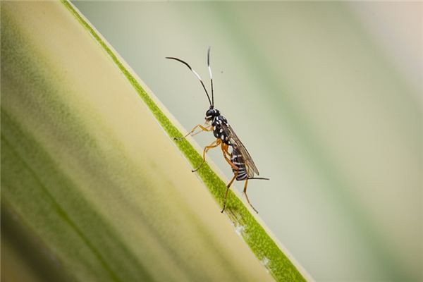 Hornets Traumdeutung und Wahrsagerei