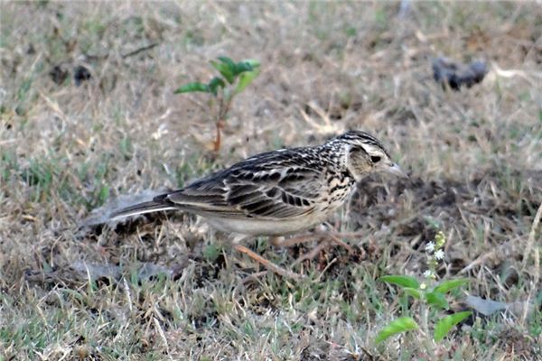 Larks Traumdeutung und Wahrsagerei