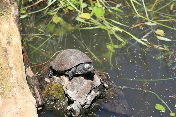 Turtles Traumdeutung und Wahrsagerei