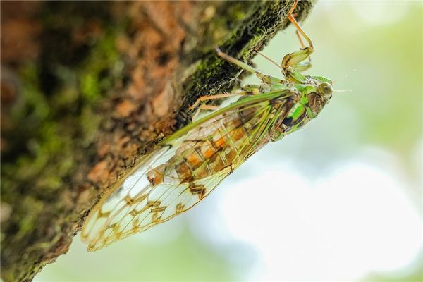 Zikadens Traumdeutung und Wahrsagerei