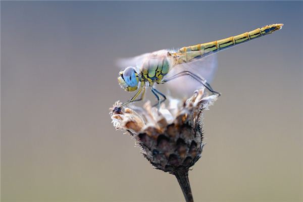 Die Traumdeutung und Wahrsagerei der Libelle