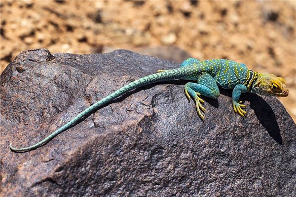 Lizards Traumdeutung und Wahrsagerei