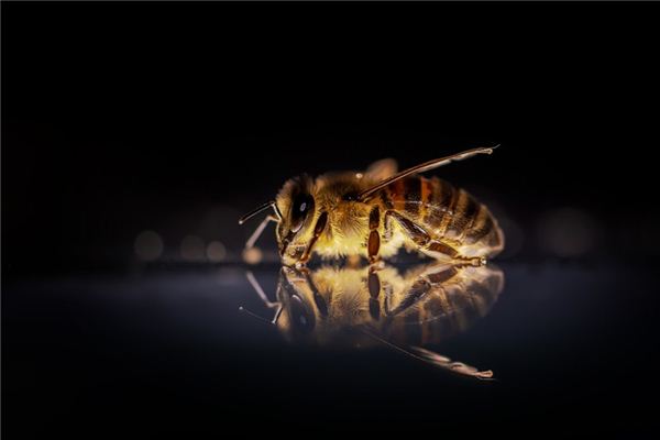 Die Traumdeutung und Wahrsagerei der Biene