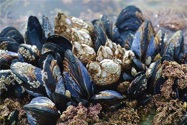 Traumdeutung und Weissagung von Flussmuscheln