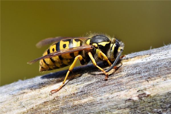 Traumdeutung der Wespe