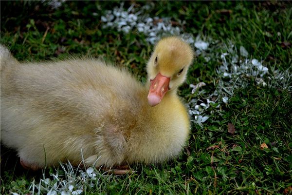 Traumdeutung und Wahrsagerei Ihrer eigenen Tiere