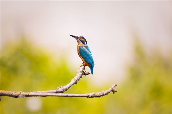 Eisvogel Traumdeutung und Wahrsagerei