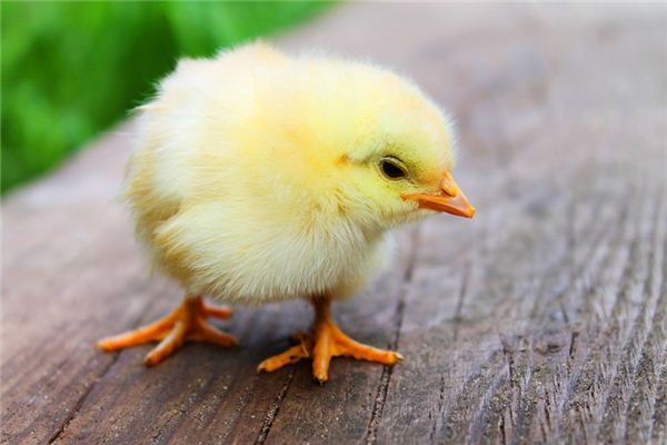 Chicks Traumdeutung und Wahrsagerei