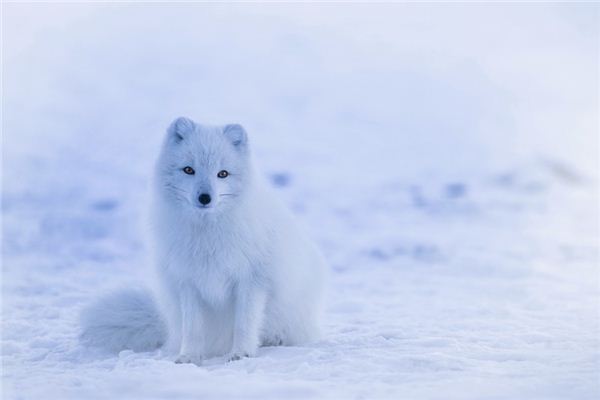 Traumdeutung und Wahrsagerei wilder Tiere