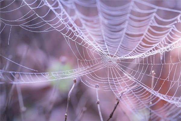 Traumdeutung und Wahrsagerei von Spinnennetzen