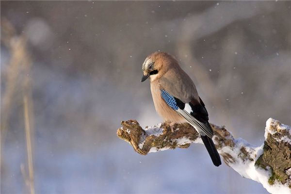 Robins Traumdeutung und Wahrsagerei