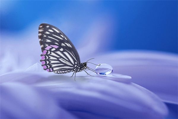 Traumdeutung und Weissagung des Schmetterlingstodes