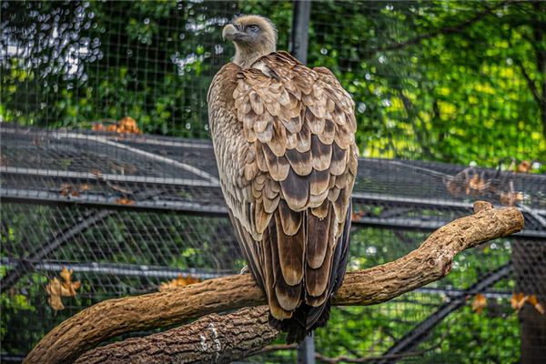 Condors Traumdeutung und Wahrsagerei