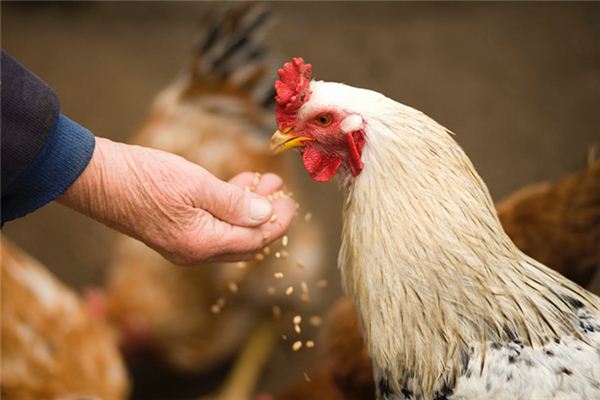 Traumdeutung und Wahrsagerei, von einem Huhn gebissen zu werden