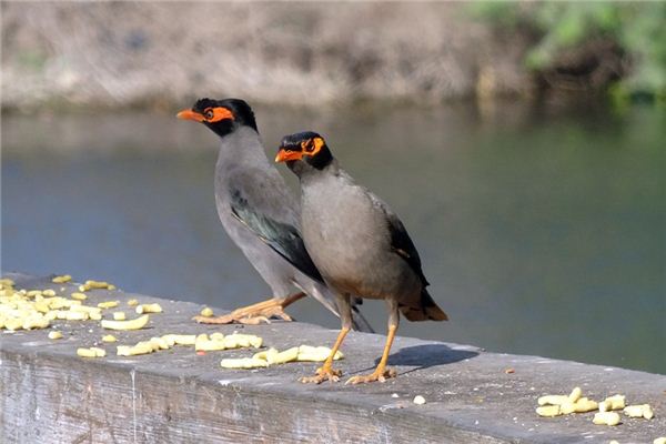 Mynas Traumdeutung und Wahrsagerei