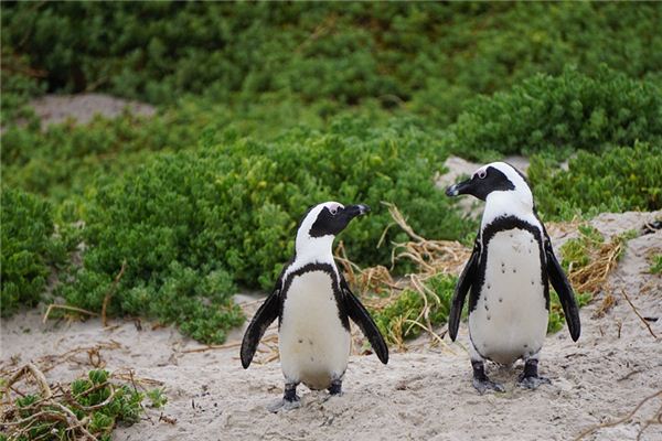 Pinguins Traumdeutung und Wahrsagerei