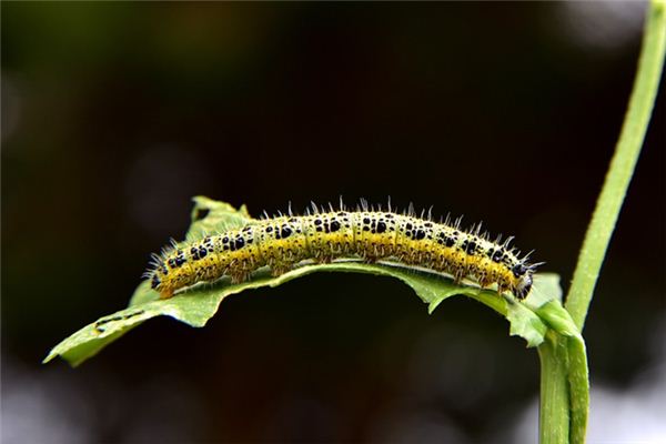 Caterpillars Traumdeutung und Wahrsagerei