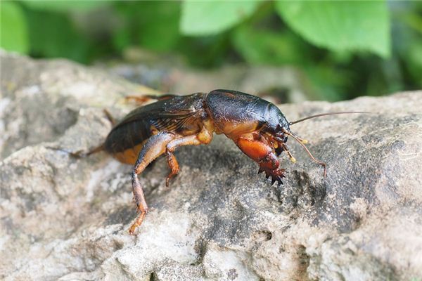 Mole Cricket Traum Interpretation und Weissagung