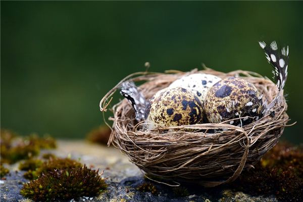 Traumdeutung und Weissagung von Vogeleier