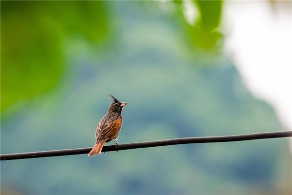 Vogels Traumdeutung und Wahrsagerei