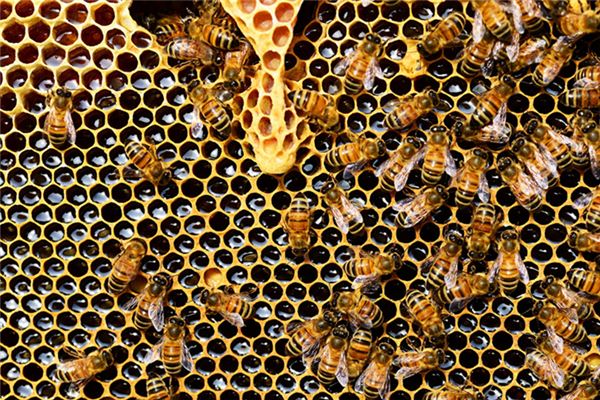 Honeycomb Traumdeutung und Wahrsagerei