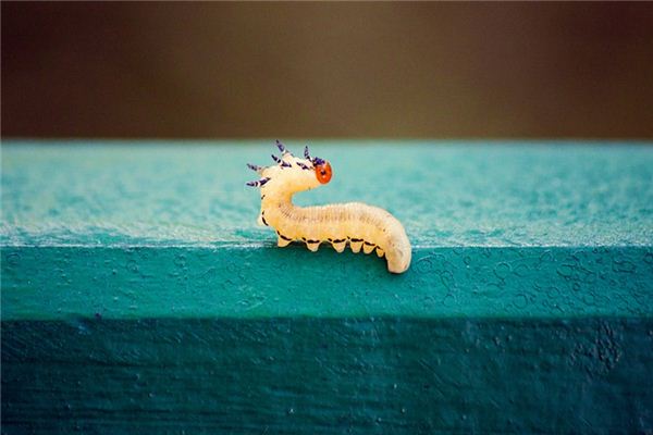 Wurmtrauminterpretation und Wahrsagerei