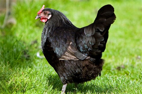Trauminterpretation und Wahrsagerei des schwarzen Huhns
