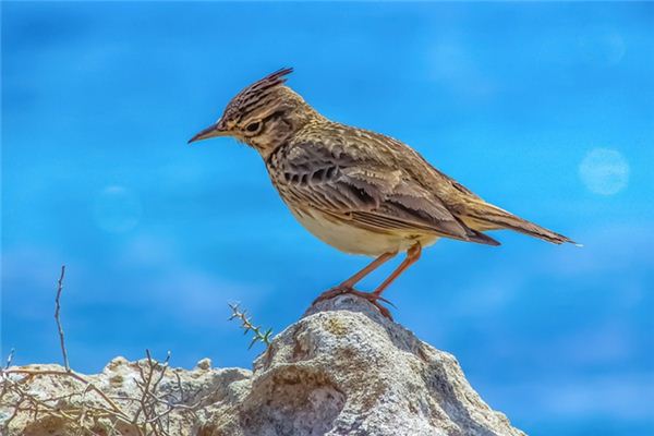 Skylarks Traumdeutung und Wahrsagerei