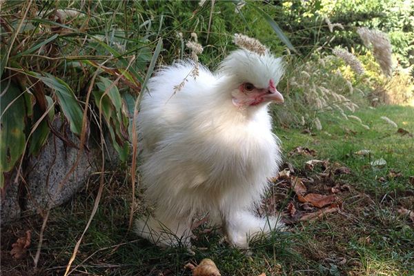 Bantams Traumdeutung und Wahrsagerei