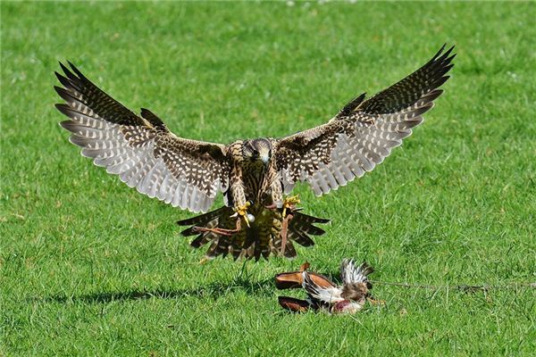 Falcons Traumdeutung und Wahrsagerei