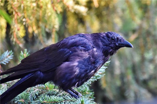 Jackdaws Traumdeutung und Wahrsagerei