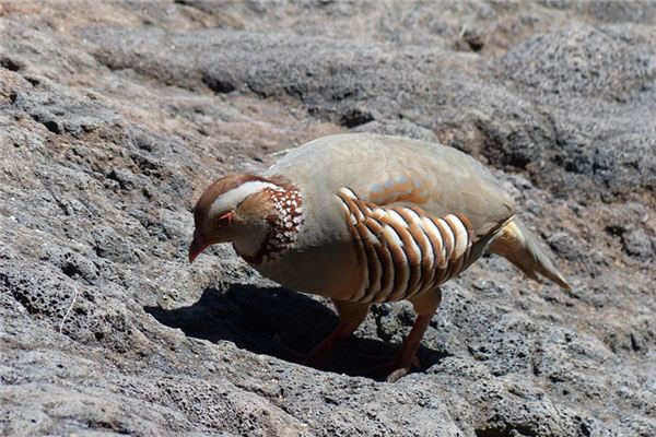 Shijis Traumdeutung und Wahrsagerei