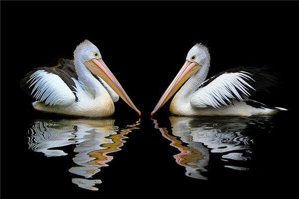 Pelikans Traumdeutung und Wahrsagerei