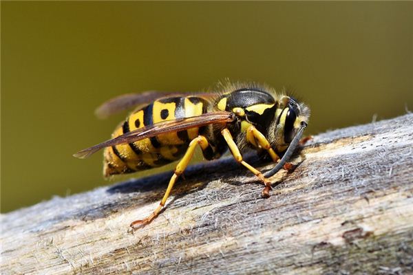 Hummel Traumdeutung und Wahrsagerei