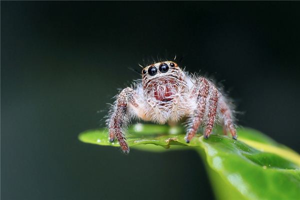 Traumdeutung und Wahrsagerei giftiger Spinnen