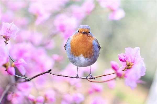 Vogels Traumdeutung und Weissagung