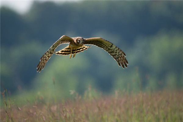 Harriers Traumdeutung und Wahrsagerei