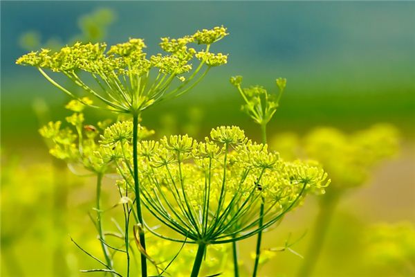 Traumdeutung und Wahrsagerei von Fenchel