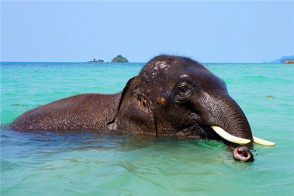 Traumdeutung über Elfenbein