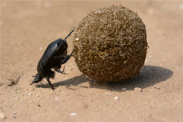 Die Traumdeutung von Fäkalien