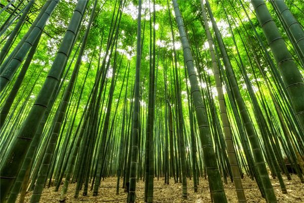 Die Bedeutung der Traumdeutung von Bambusstangen