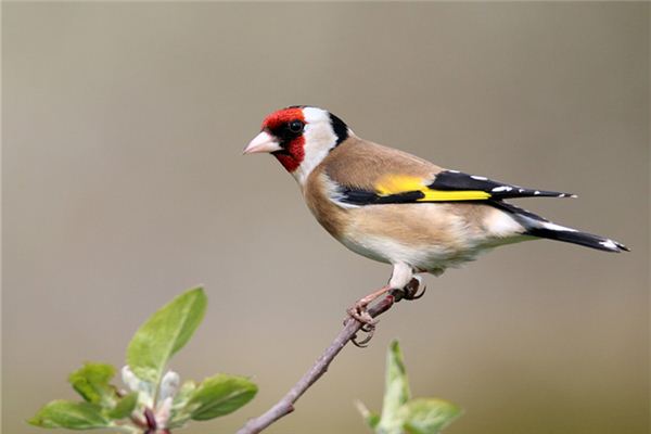 Traumdeutung über die Vogeljagd