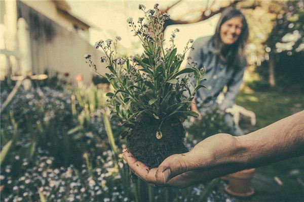 Traumdeutung über das Pflanzen von Blumen