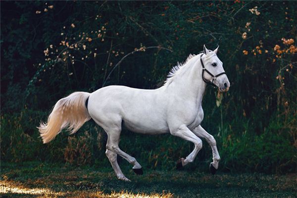 Traumdeutung über die Bedeutung von Liebhabern auf Pferden