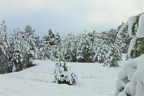 Traumdeutung – Die Bedeutung der Trauminterpretation des Spaziergangs im schneebedeckten Wald