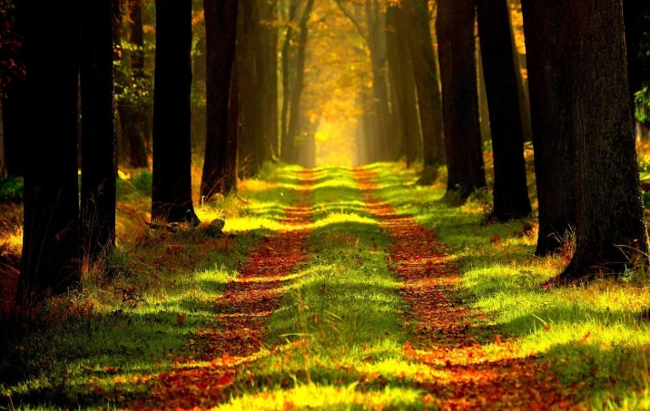 33 Träume vom Wandern im Wald: Bedeutung und Erklärung