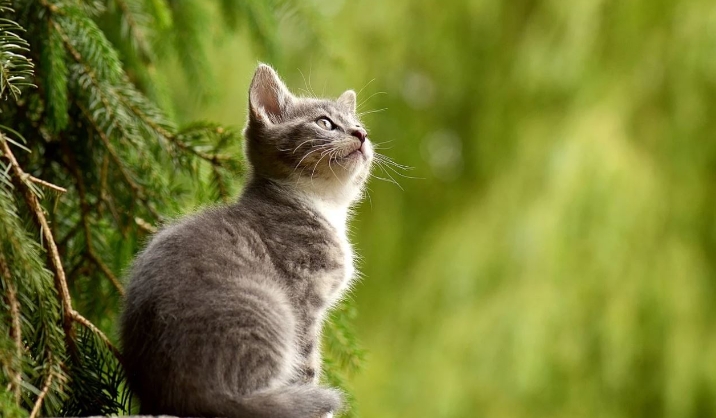 35 Träume vom Träumen von Katzen: Bedeutung und Erklärung