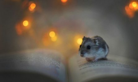 31 Traumdeutung Ratten