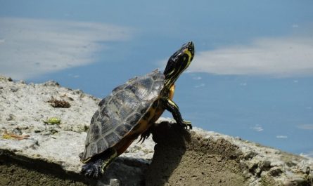 32 Traumdeutung Schildkröten